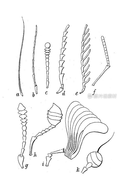 古代生物动物图像:天线:蝗虫，卡拉布属，拟步虫，Elater, Ctenicera, Apis, Necrophorus, Melolontha, Sargus